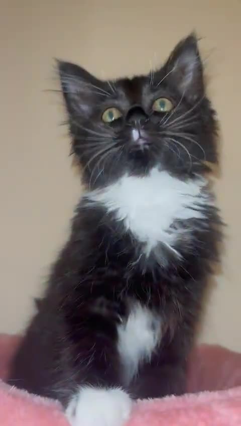 Ragdoll cats for sale: GCCF Championship Ragdoll Kittens - Video 1