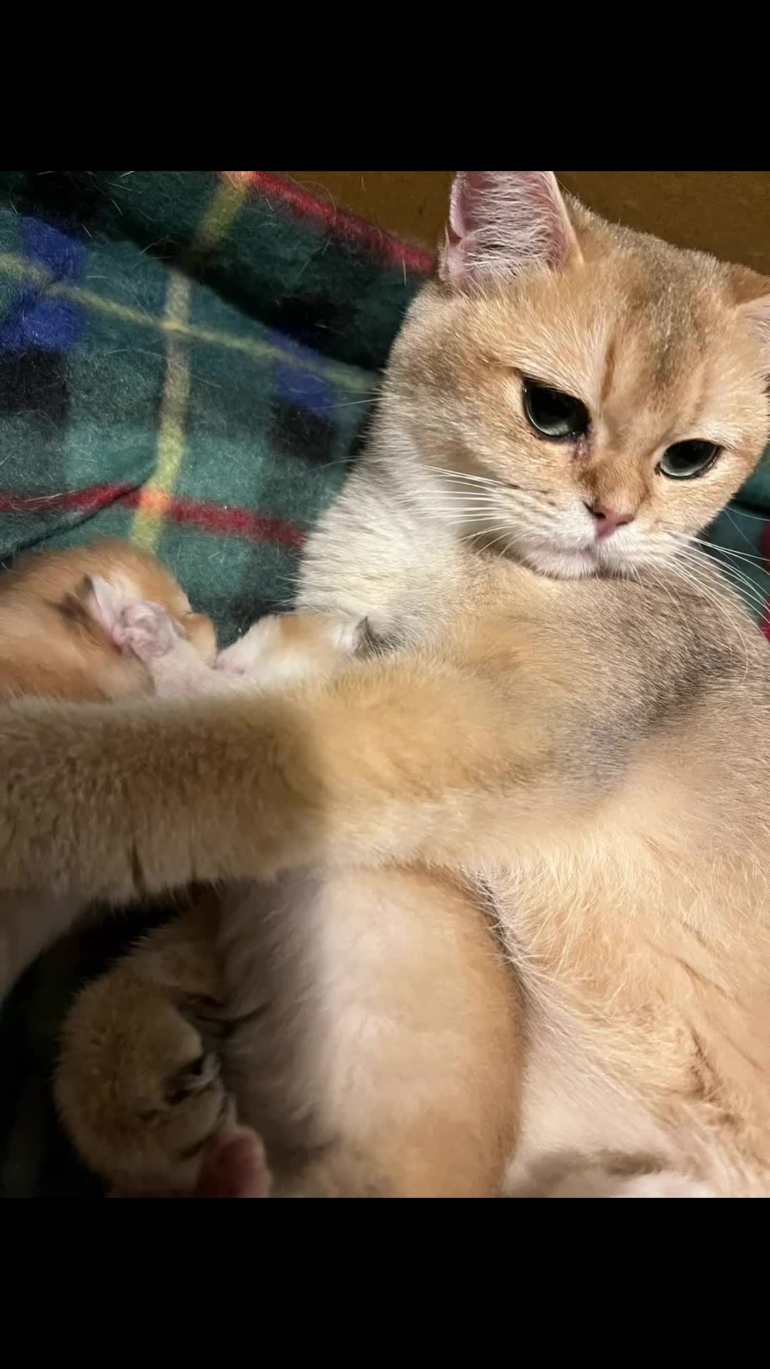 British Shorthair cats for sale: Gorgeous GCCF Ny12 + white kittens  - Video 1