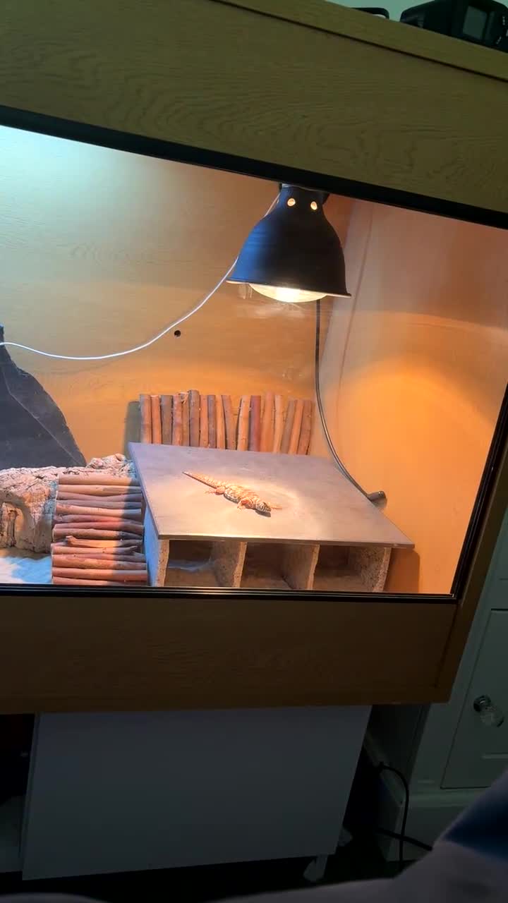 Lizard reptiles for sale: Uromastyx ornata in Southampton - Video 2