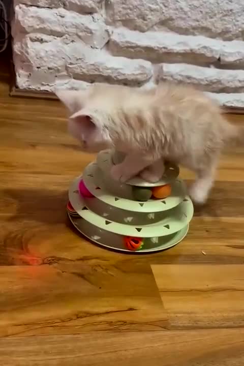 Maine Coon cats for sale: Purebred Maine Coon kittens for sale. - Video 2