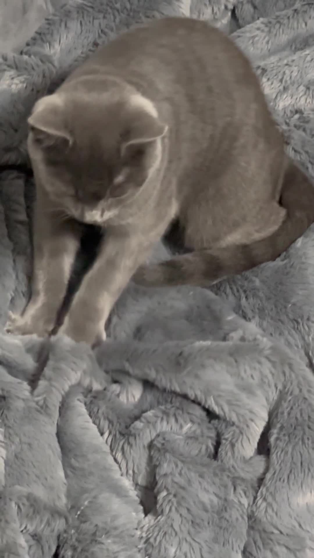 British Shorthair cats for sale: Male British Shorthair ( if need be I can deliver) - Video 1