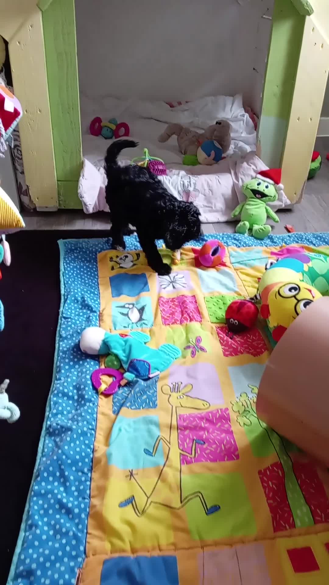 Cockapoo dogs for sale: The Last Boy Cockapoo - Video 2