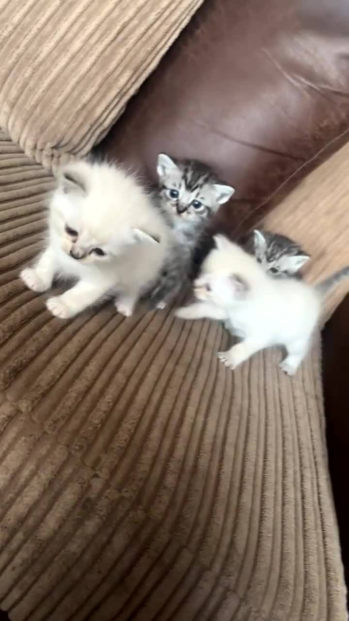 Mixed Breed cats for sale: Misss - Video 1