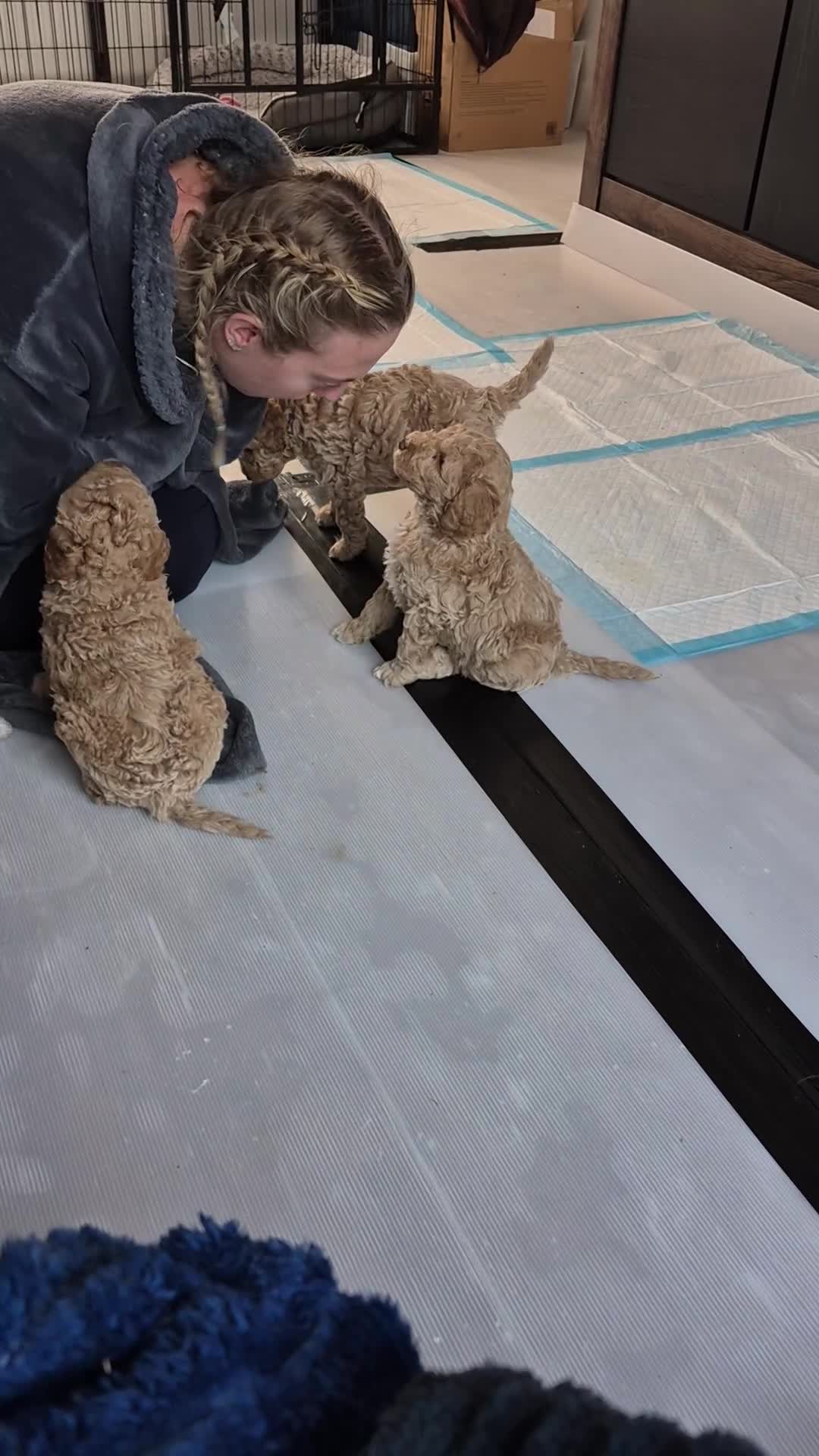 Double Doodle dogs for sale: Double doodle puppies - Video 4