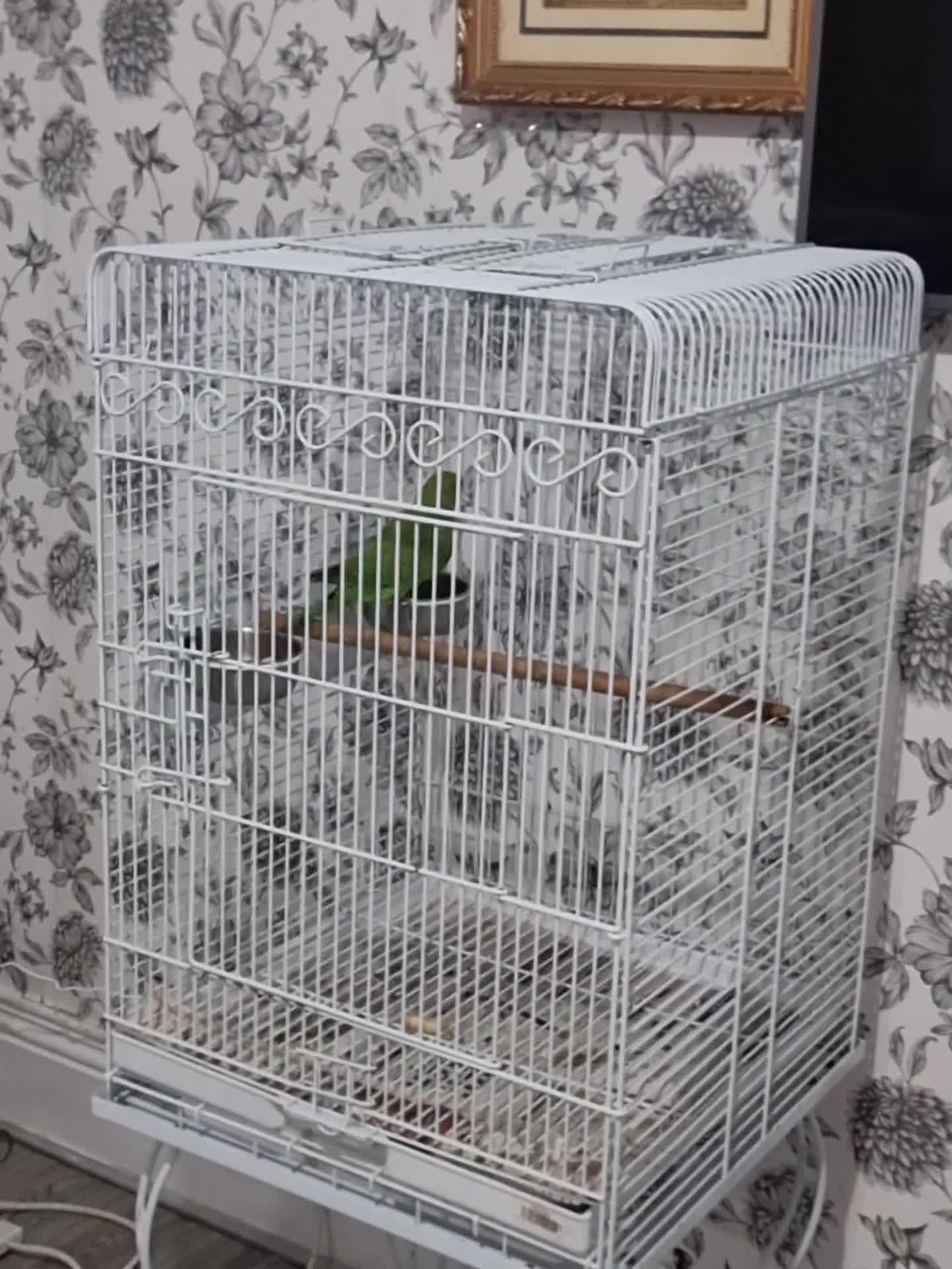 Parrots birds for sale: Beautiful baby ringneck talking parrot  - Video 1