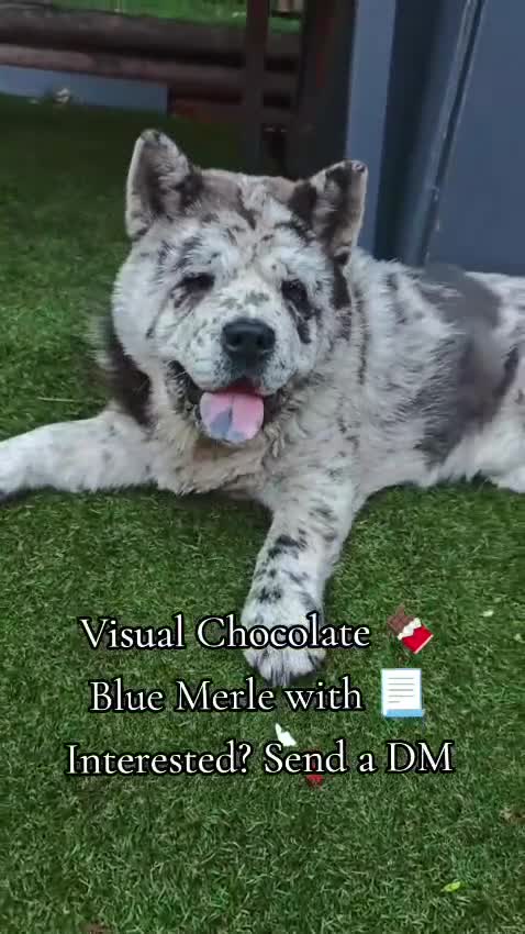 Chow Chow dogs for stud: Smooth coat blue/chocolate visual merle - Video 1