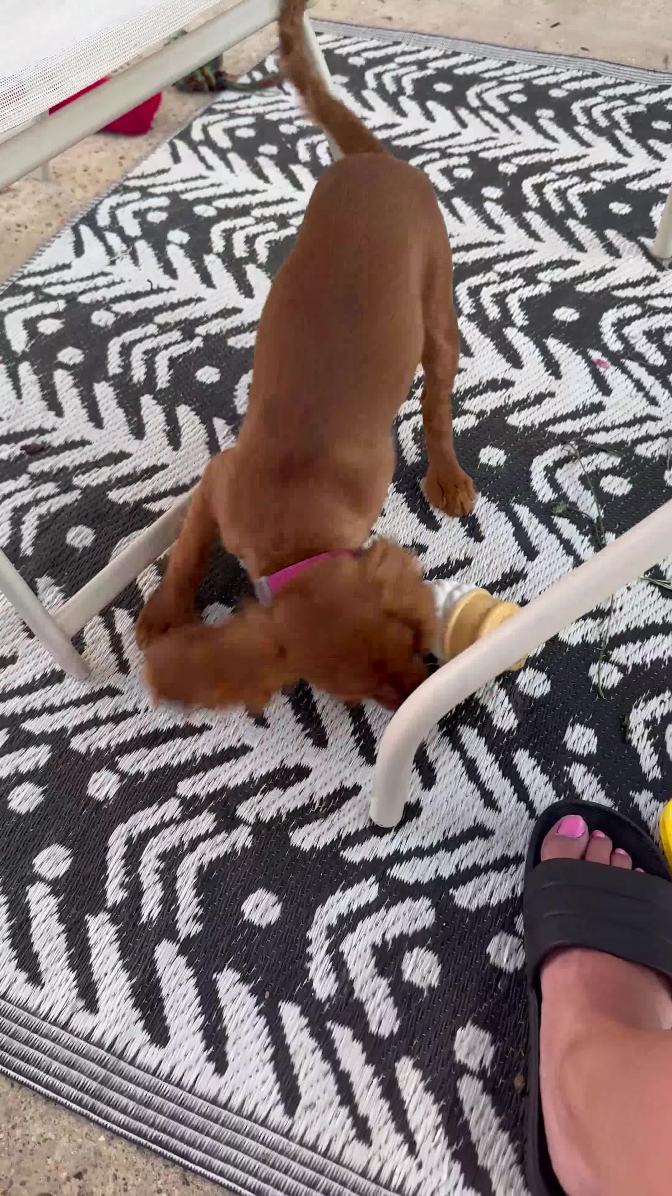 Cavalier King Charles Spaniel dogs for sale: Cavalier King Charles  - Video 1
