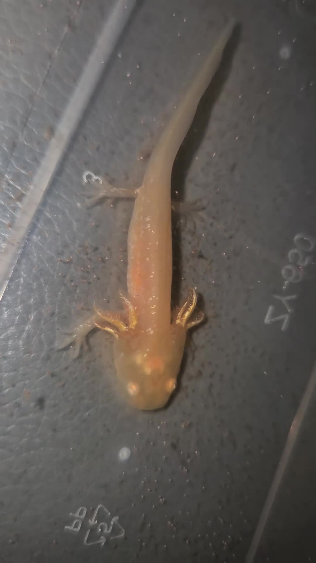 Other/Mixed Breed fish for sale: Baby Axolotls - Video 1