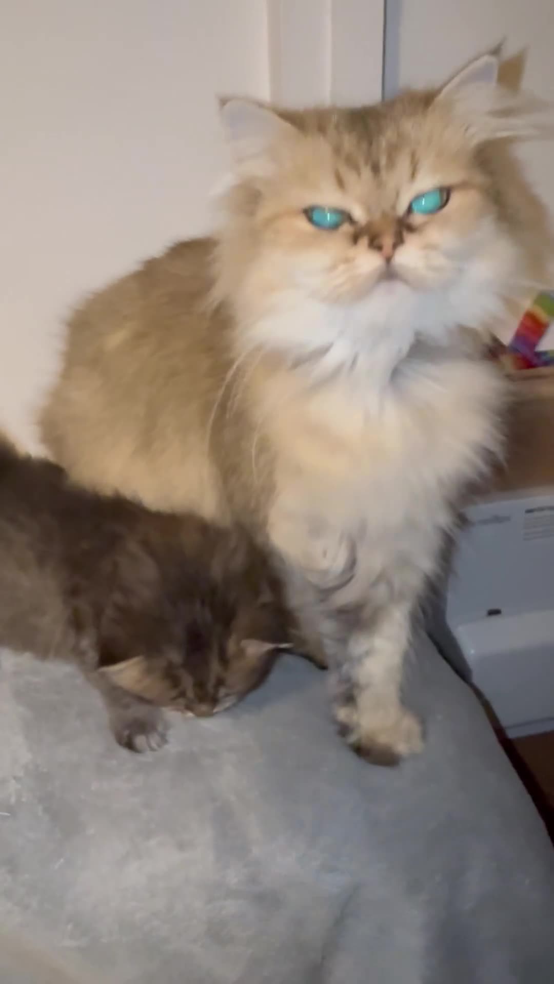 British Longhair cats for sale: Black shaded male boy - Video 2