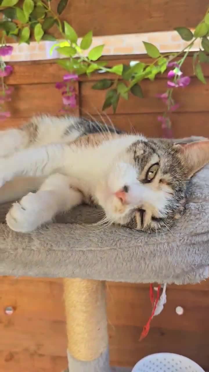 Mixed Breed cats for sale: Looking for new home  - Video 1