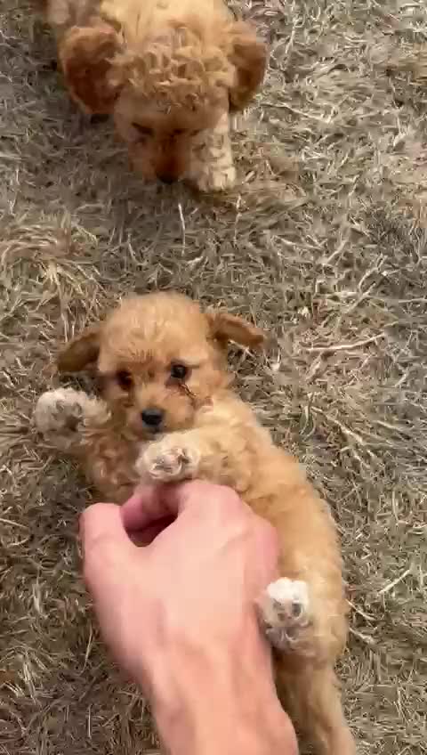 Cavapoo dogs for sale: Beautiful F1b Cavapoos Socialised, Family Raised, - Video 1