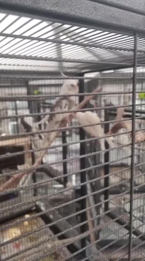 Cockatiels birds for sale: Baby Cockatiel Grey/White 🕊️🕊️ - Video 3