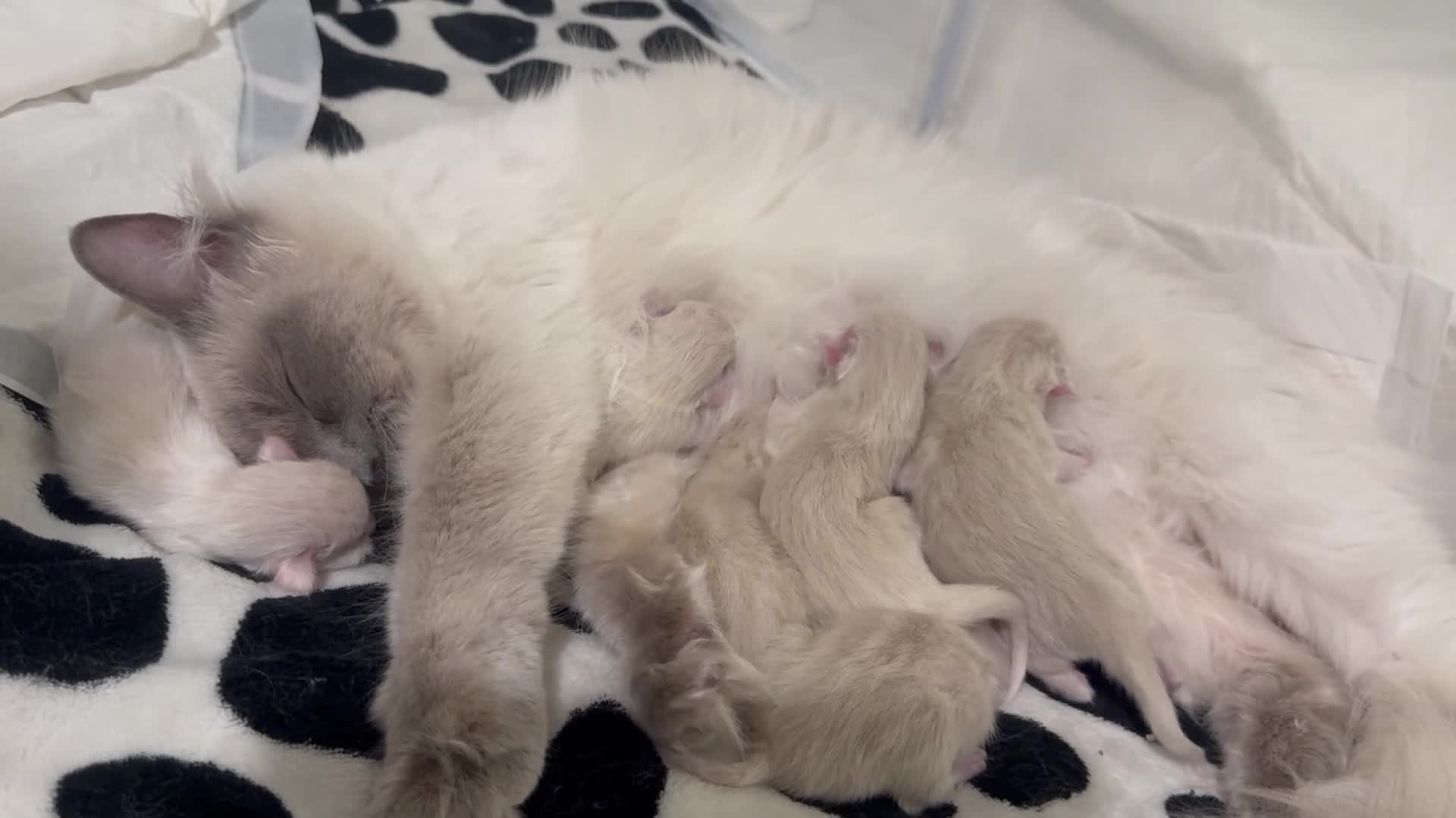 Ragdoll cats for sale: 6 ragdoll kittens - Video 4