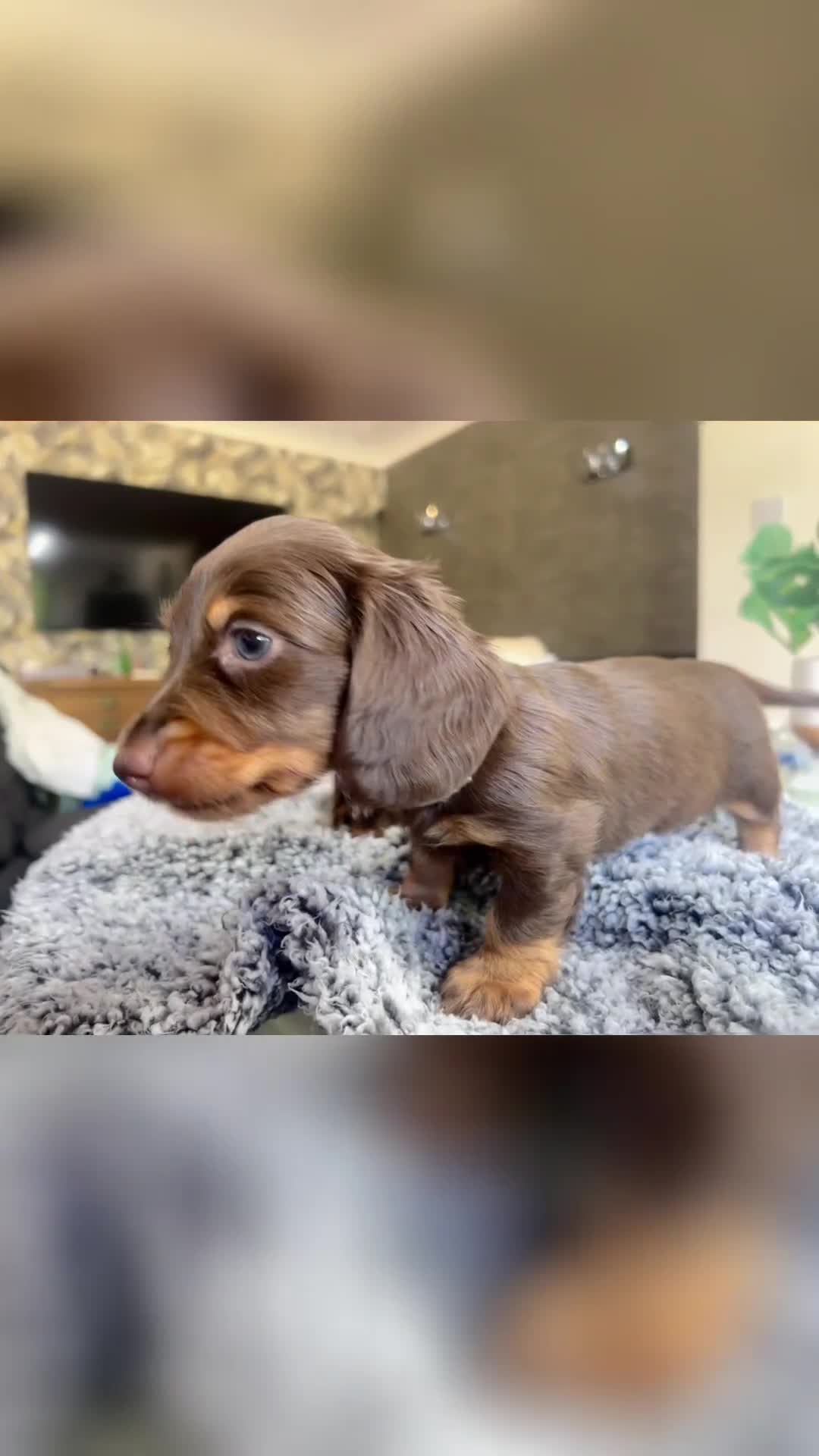 Miniature Dachshund dogs for sale: Longhaired miniature dachshund puppies KC reg. - Video 1