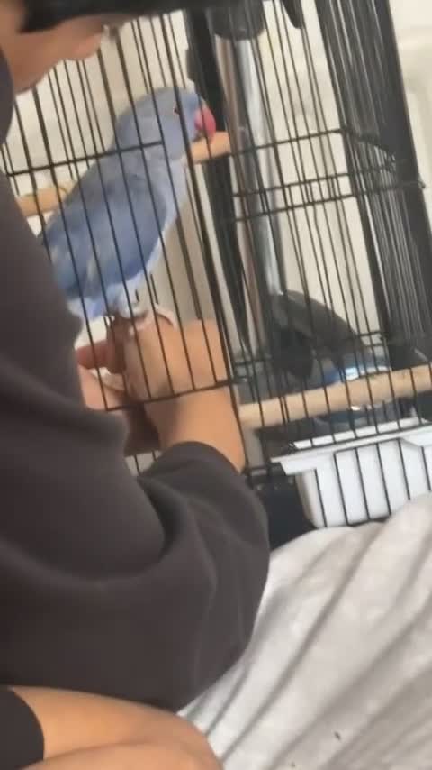 Ringnecks birds for sale: beautiful rare violet indian ringneck parrot in Batley - Video 5
