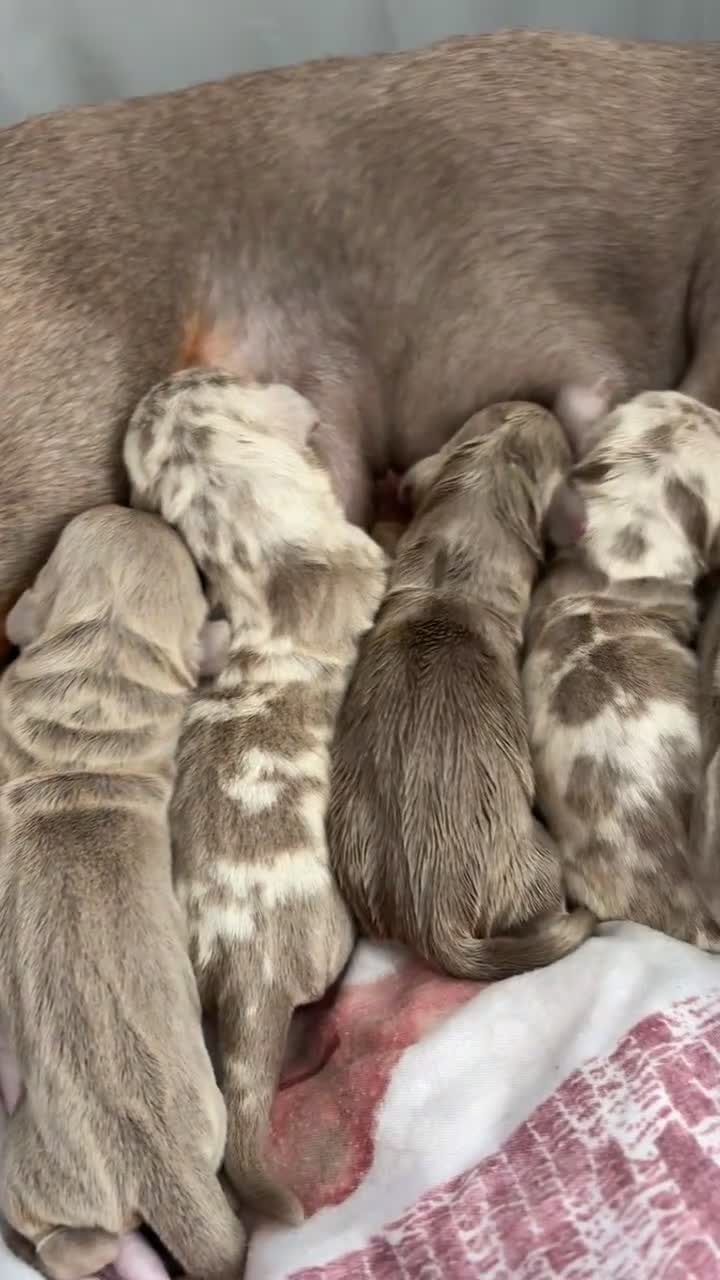 Miniature Dachshund dogs for sale: Miniature Isabella tan dapple/ blue and tan Girls - Video 1