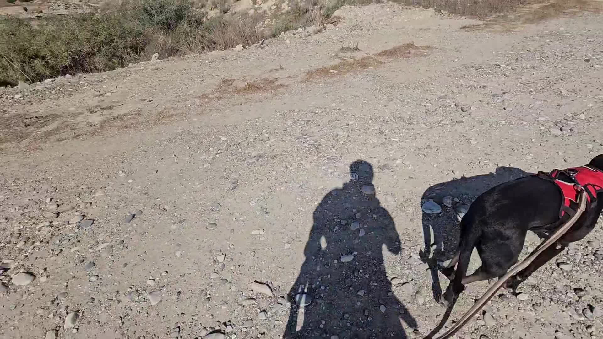 Labrador Retriever dogs for adoption: Gracie - super sweet girl! - Video 3