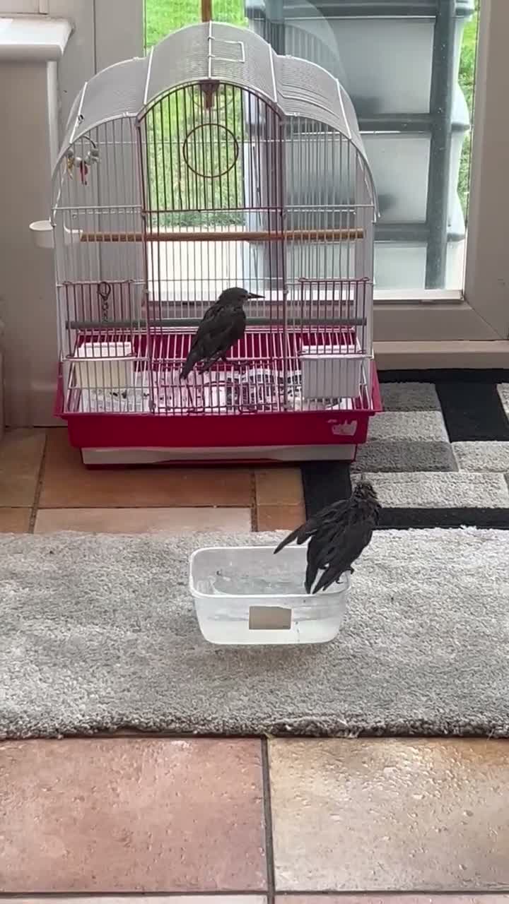 Softbills birds for sale: Common Starling - Video 1