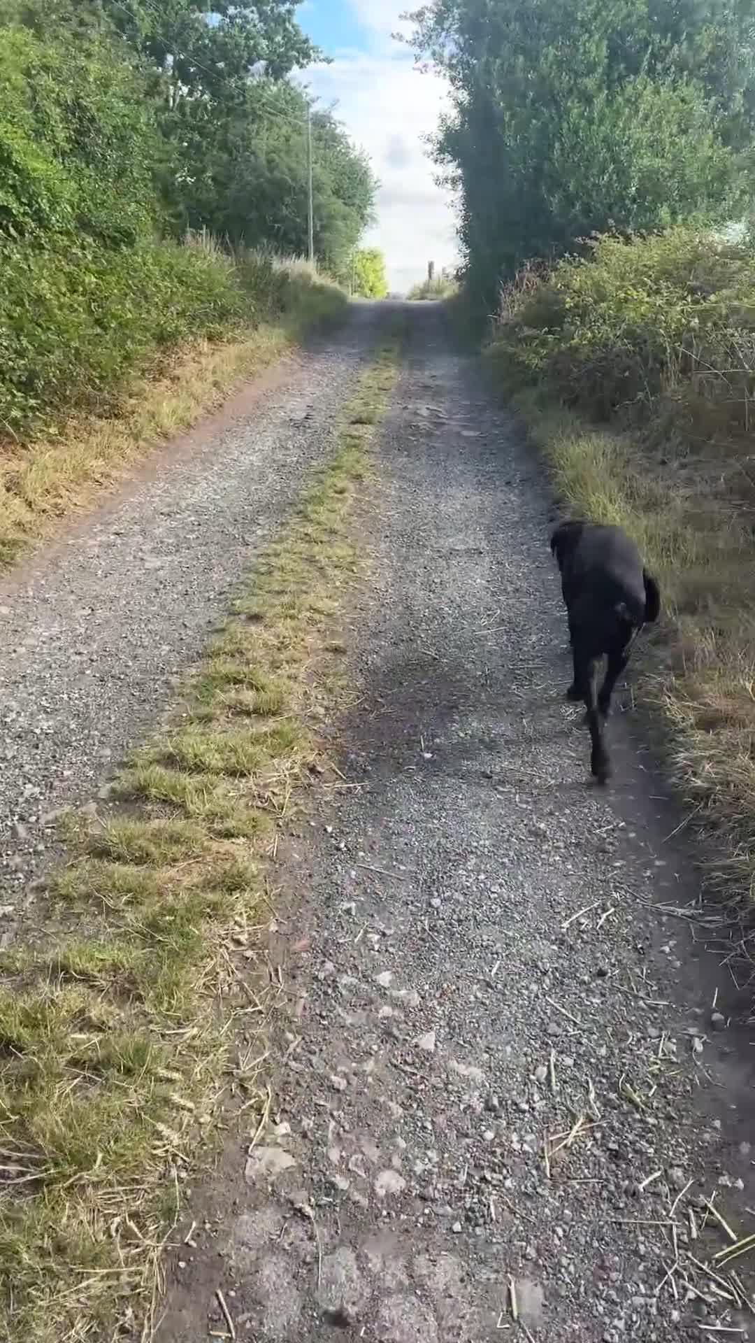 Cane Corso dogs for sale: Klaus the cane corso - Video 2