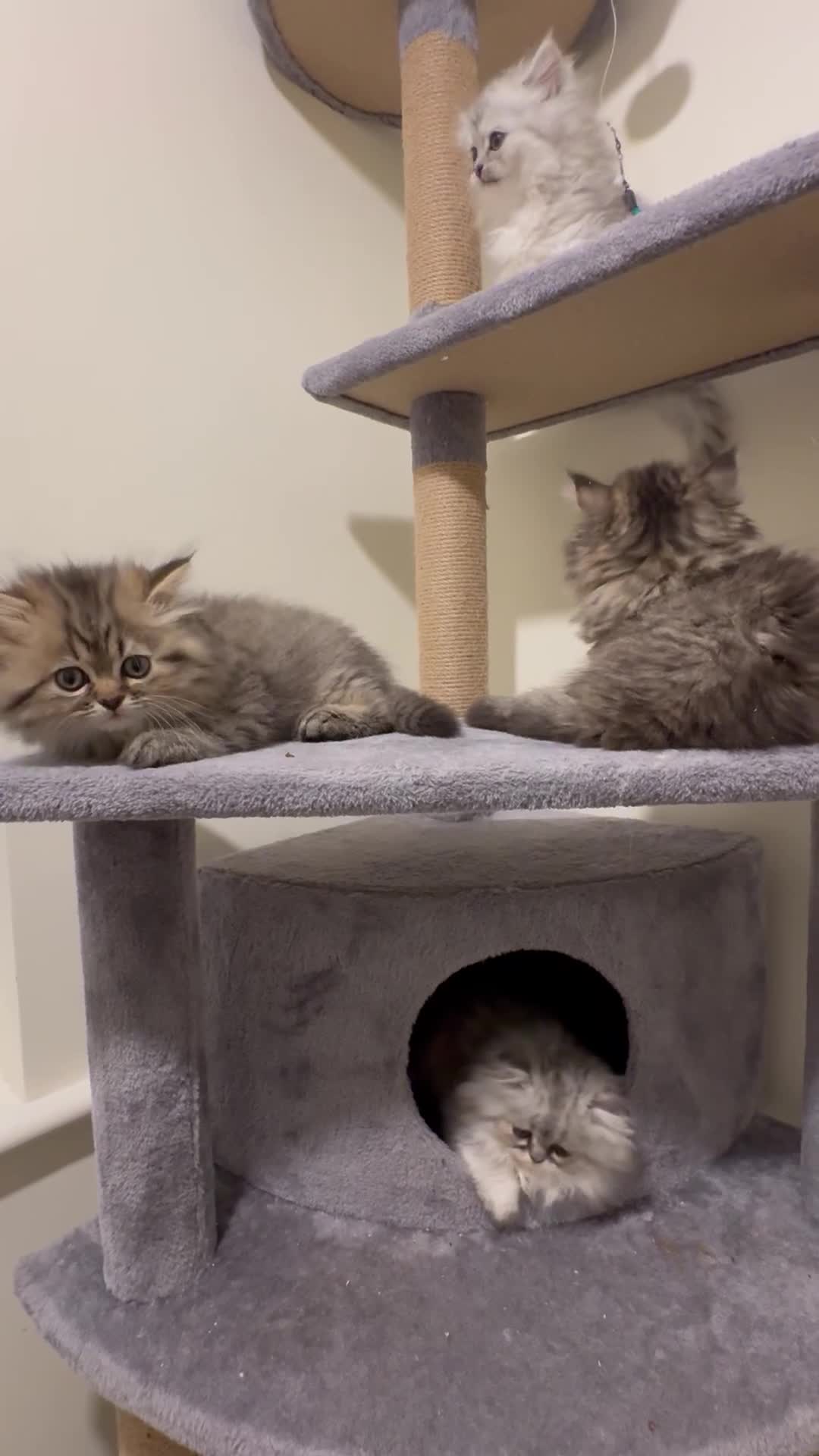 Persian cats for sale: Persian Kittens - 2 Males & 2 Females  - Video 1