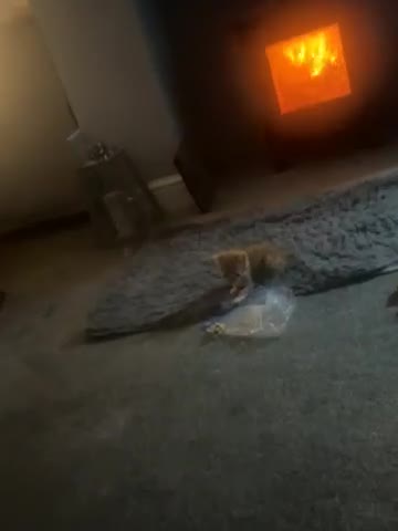 Mixed Breed cats for sale:  Beautiful little kittens needing new homes  - Video 1