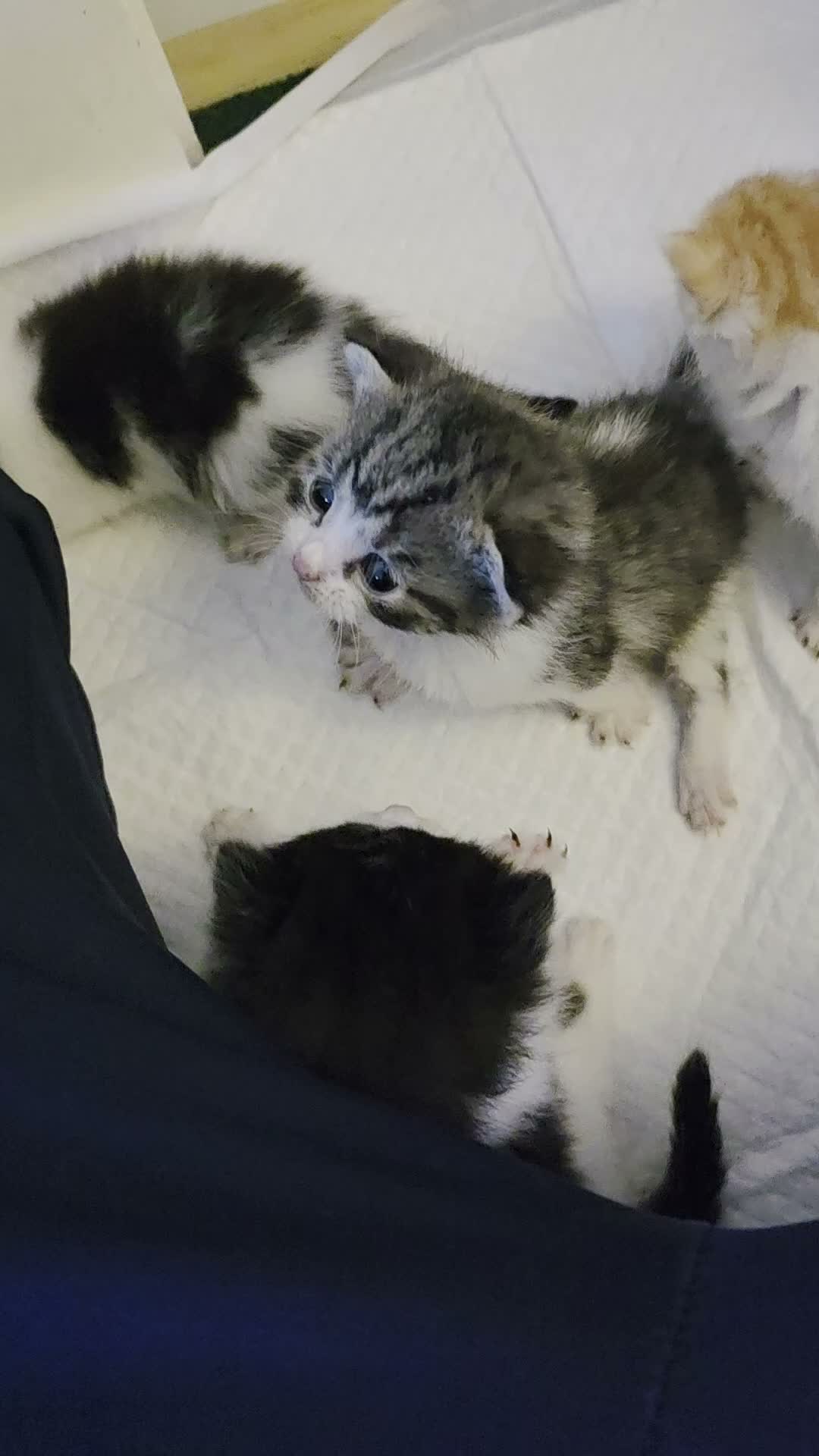 Mixed Breed cats for sale: Beautiful kittens for sale  - Video 2