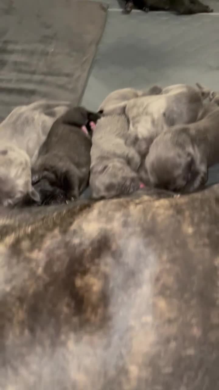 Cane Corso dogs for sale: Cane corso puppies in Evesham - Video 3