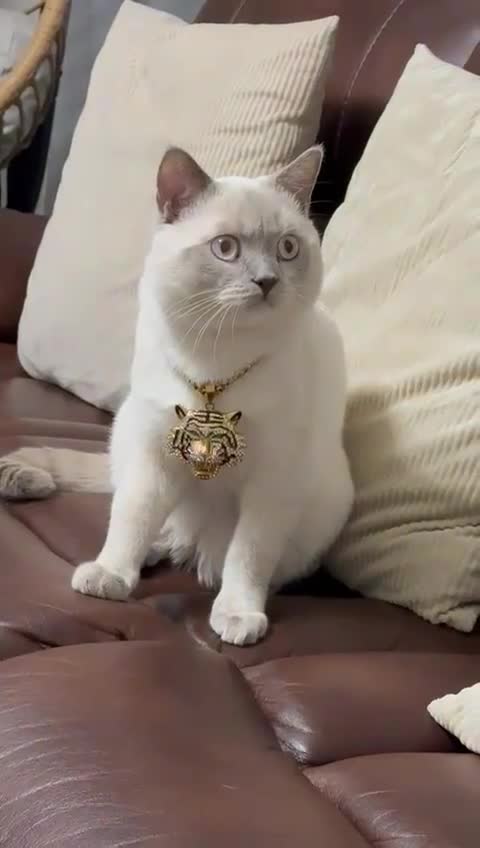 British Shorthair cats for sale: Rare Pedigree White British Shorthair Colourpoint - Video 2