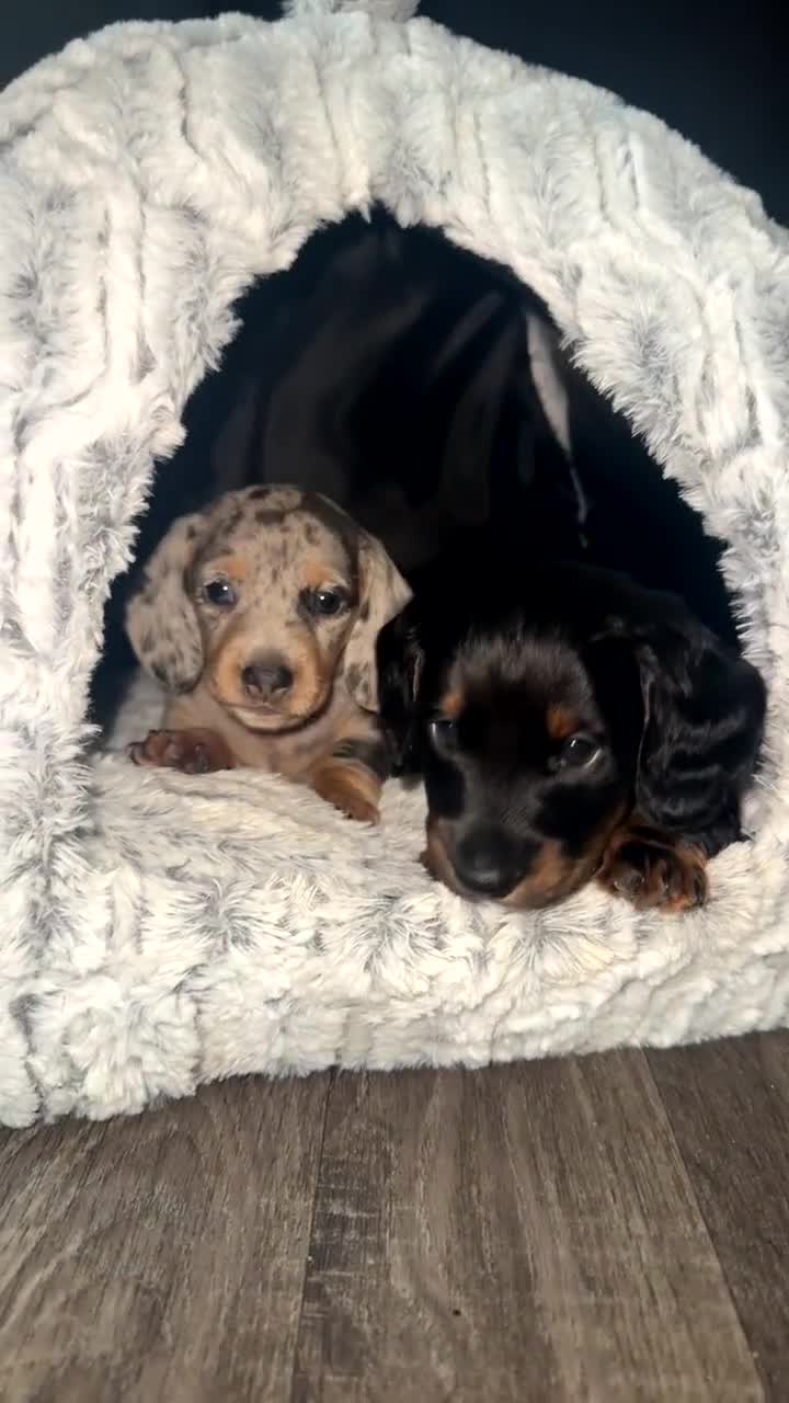Miniature Dachshund dogs for sale: 1 last Black and Tan Male left!!!   in Watford - Video 1