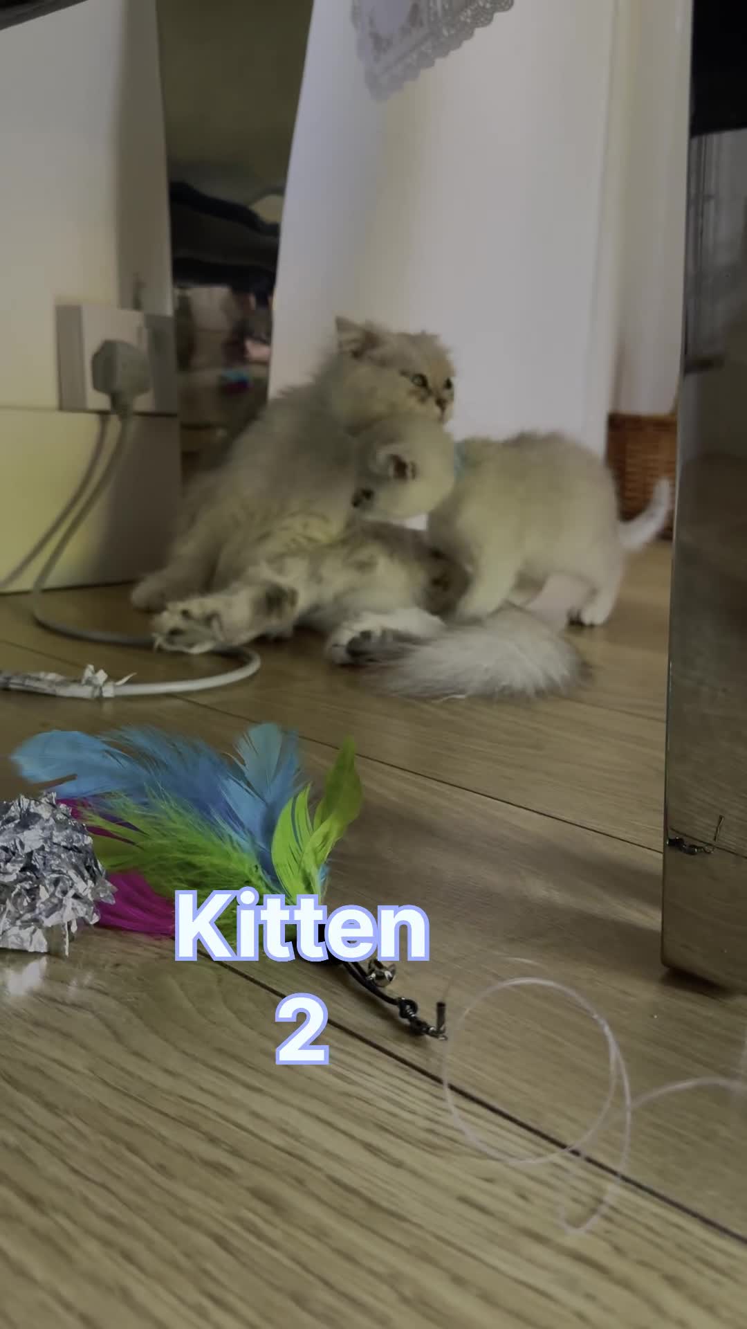 Scottish Fold cats for sale: 4 Scottish Straight Boys  - Video 3