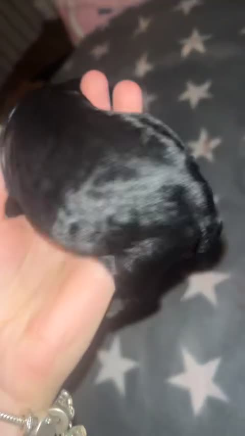 Cockapoo dogs for sale: Cockapoo puppies  - Video 2