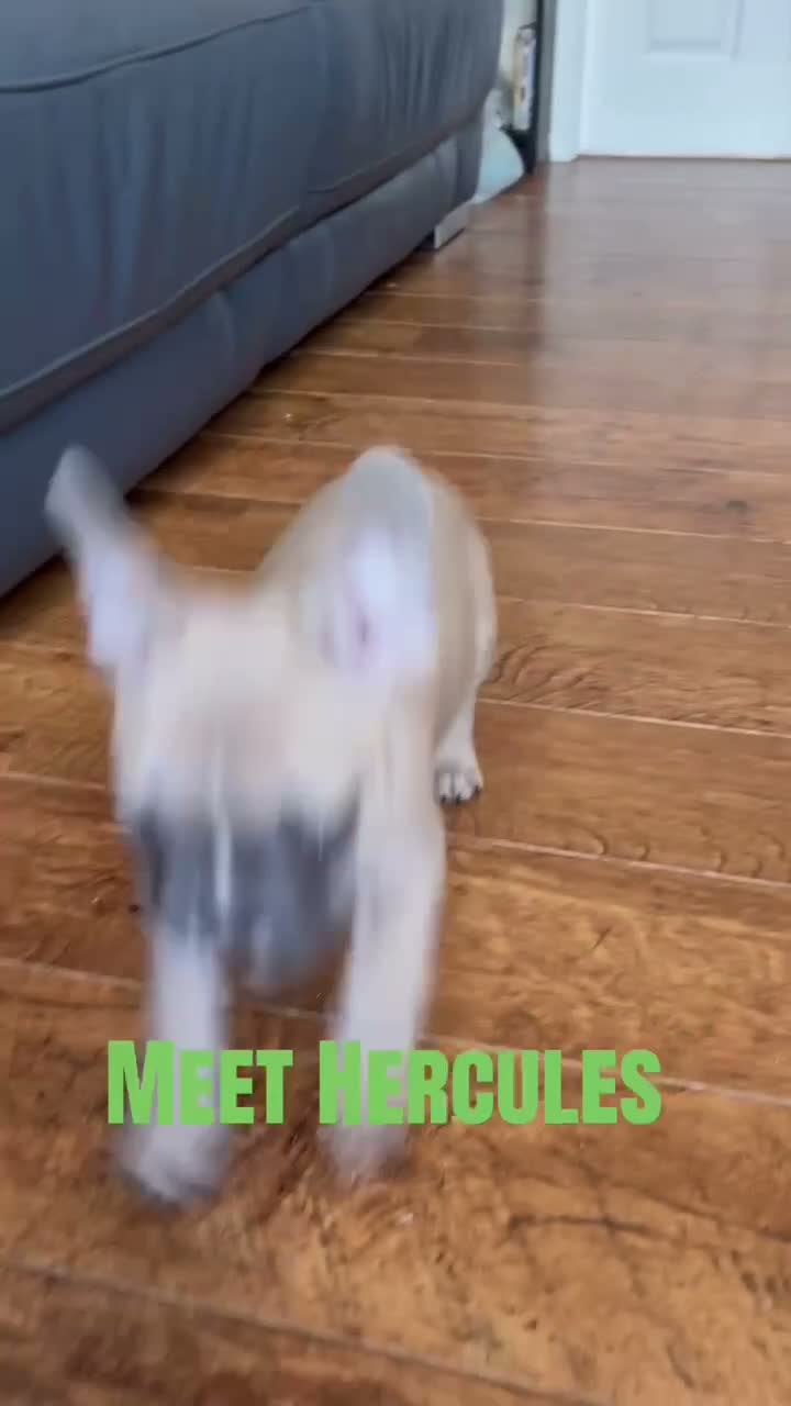 French Bulldog dogs for sale: French Bulldog Puppies - Video 3