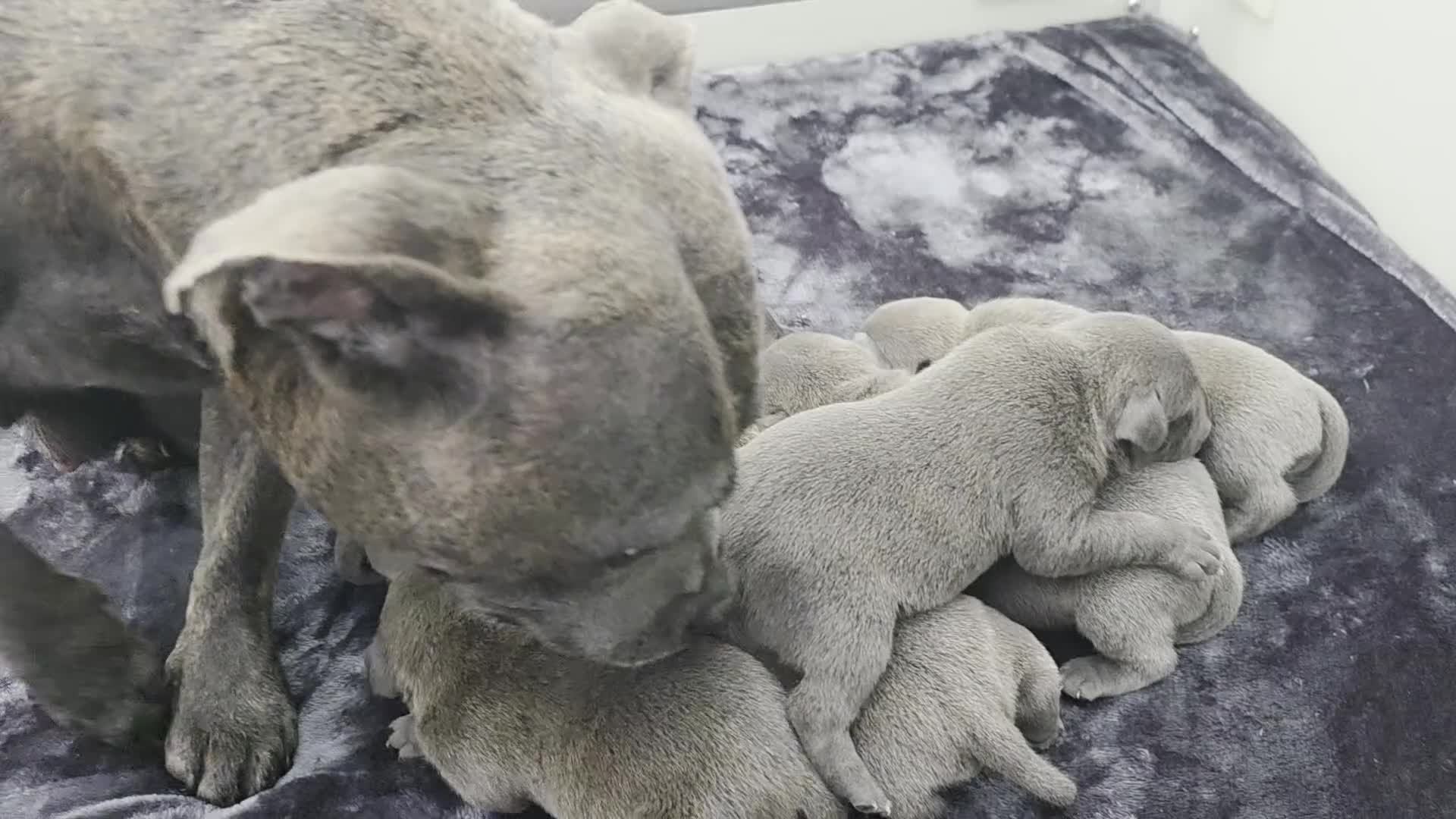 Staffordshire Bull Terrier dogs for sale: Beautiful Staffordshire bull terriers  - Video 2