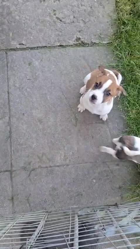 Jack Russell dogs for sale: 3 beautiful girls  - Video 1