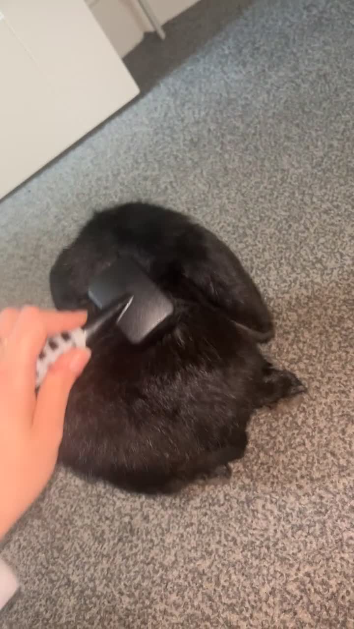 French Lop rabbits for sale: 29 month old (lop) male rabbit - Rex in Blackburn - Video 1