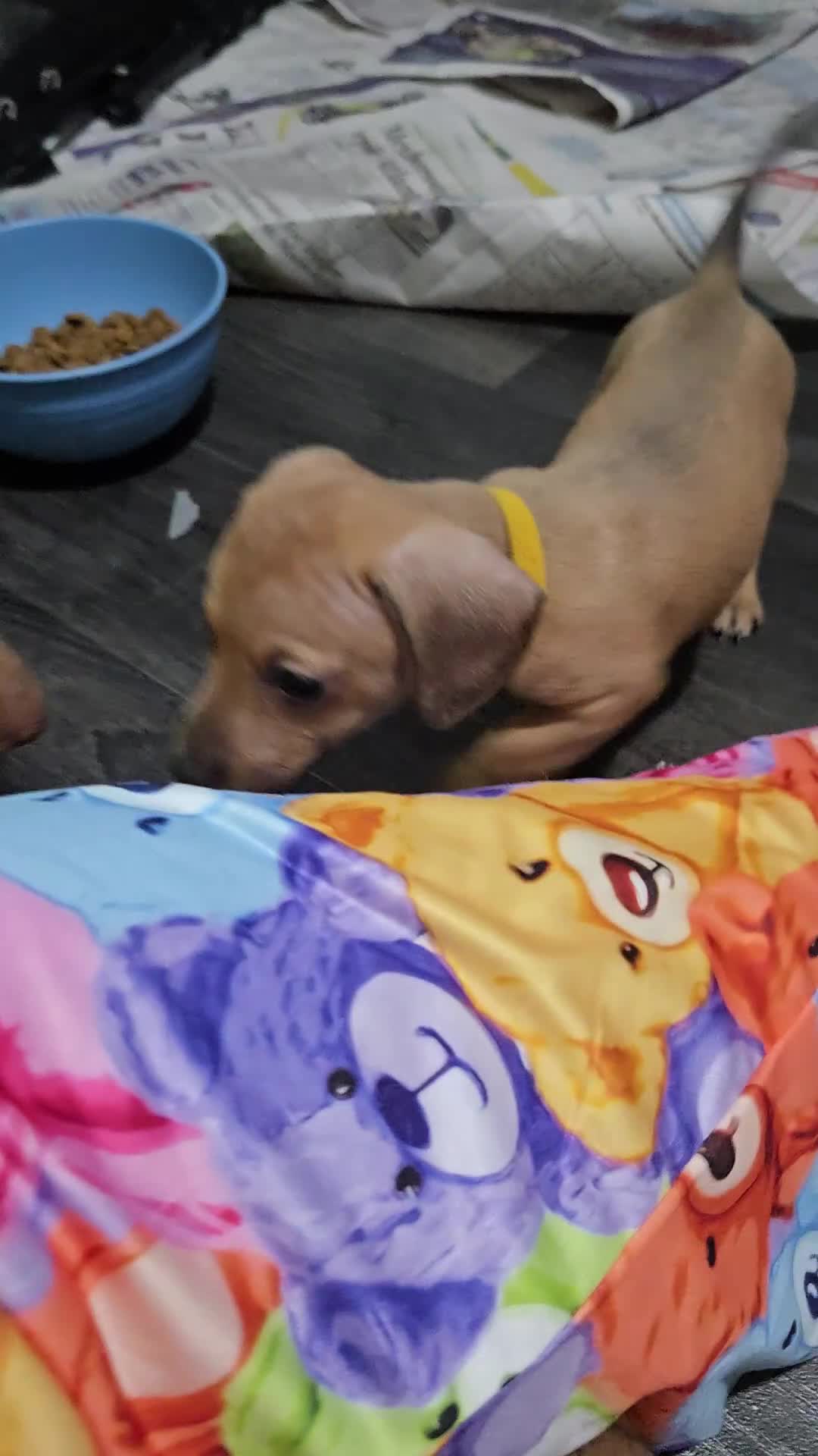 Dachshund dogs for sale: Dachshund  - Video 5