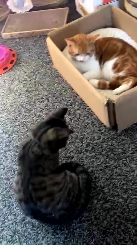 Domestic Shorthair cats for sale: Cheeto  - Video 1