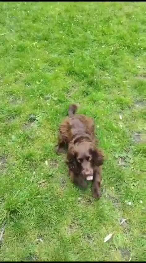 Cocker Spaniel dogs for adoption: CORRIE Foster-to-Adopt Cornwall/Devon/SomersetBord - Video 3