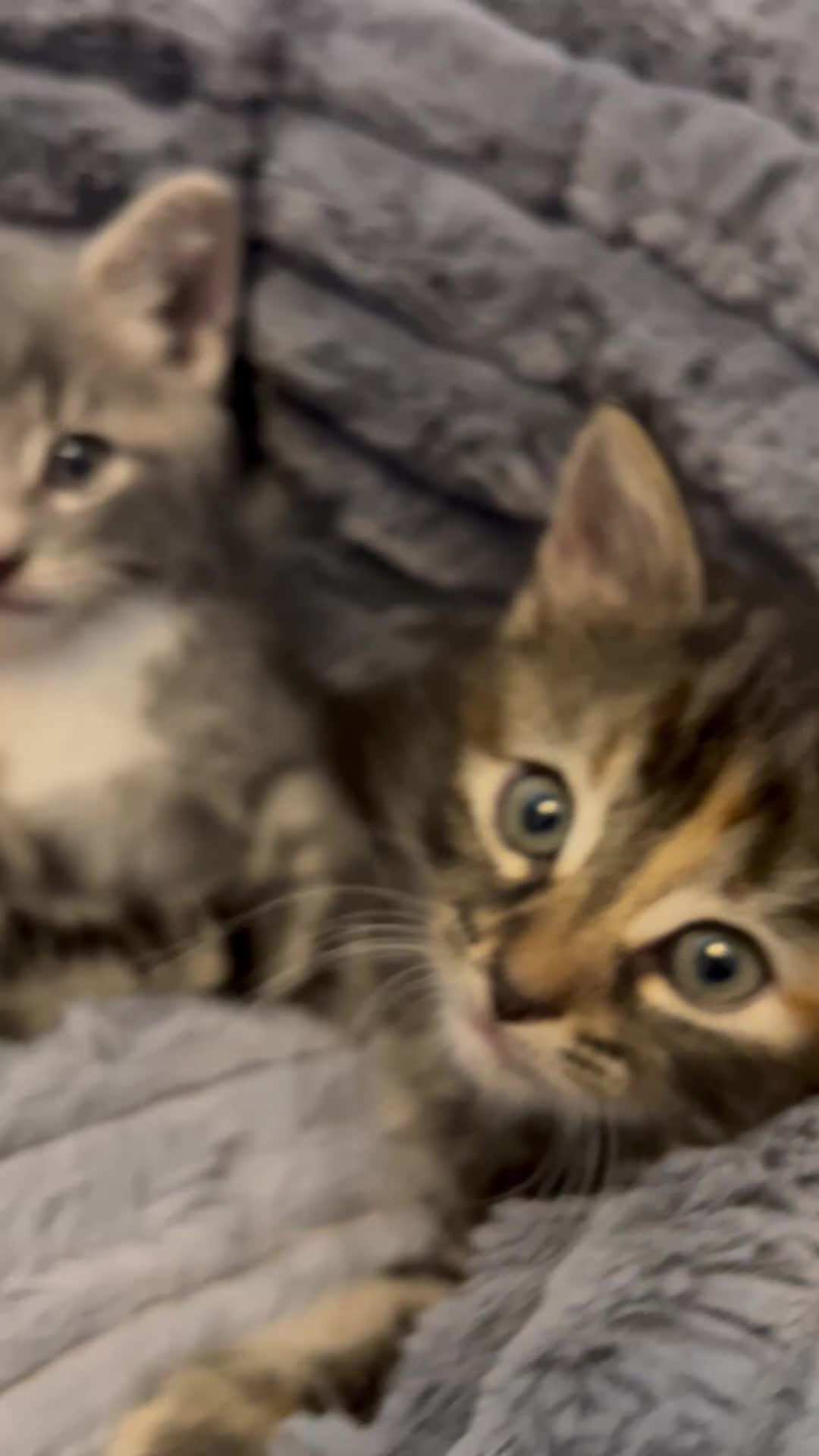 Mixed Breed cats for sale: 3 Adorable Kittens 🐈‍⬛  in Birmingham - Video 1