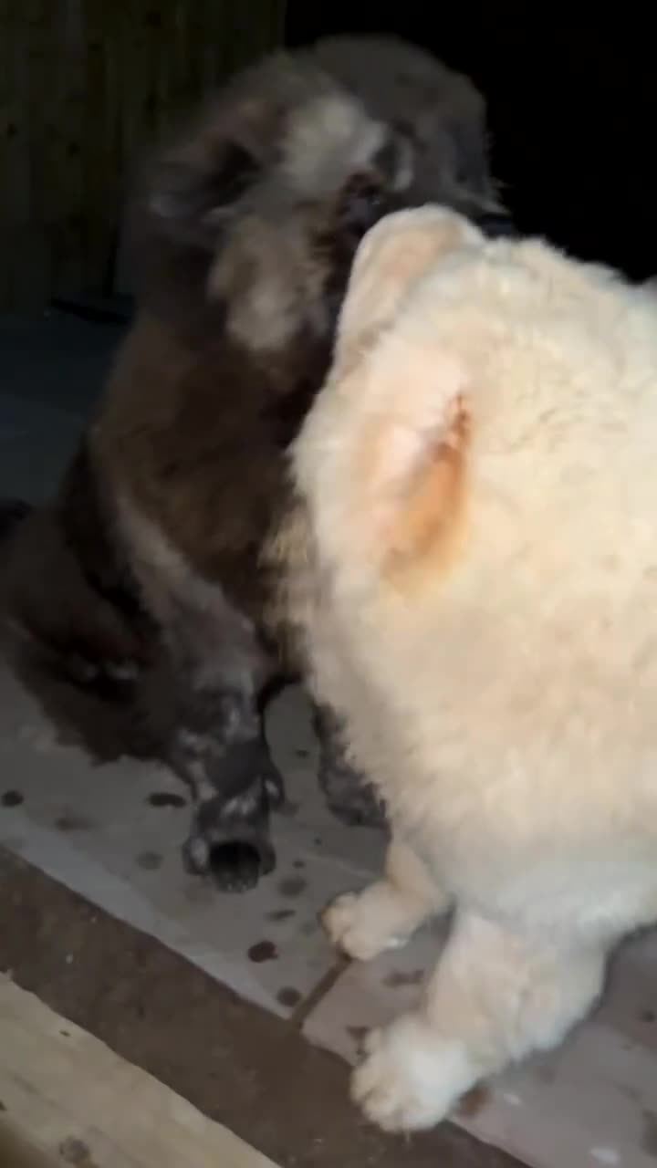 Chow Chow dogs for stud: Chow stud 🔝 - Video 1