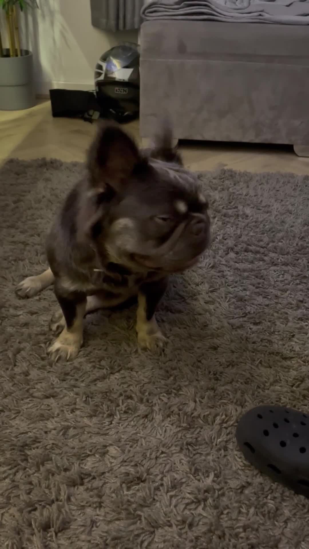 French Bulldog dogs for sale: Reggie  - Video 1