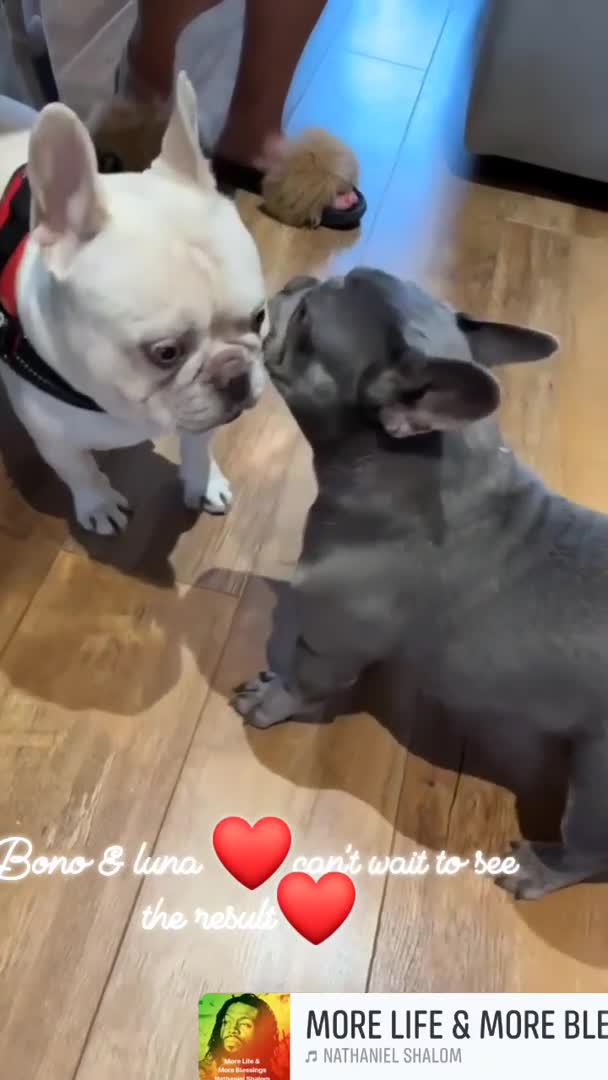 French Bulldog dogs for stud:  💥Amazing structure and quality! in Ebbw Vale - Video 3