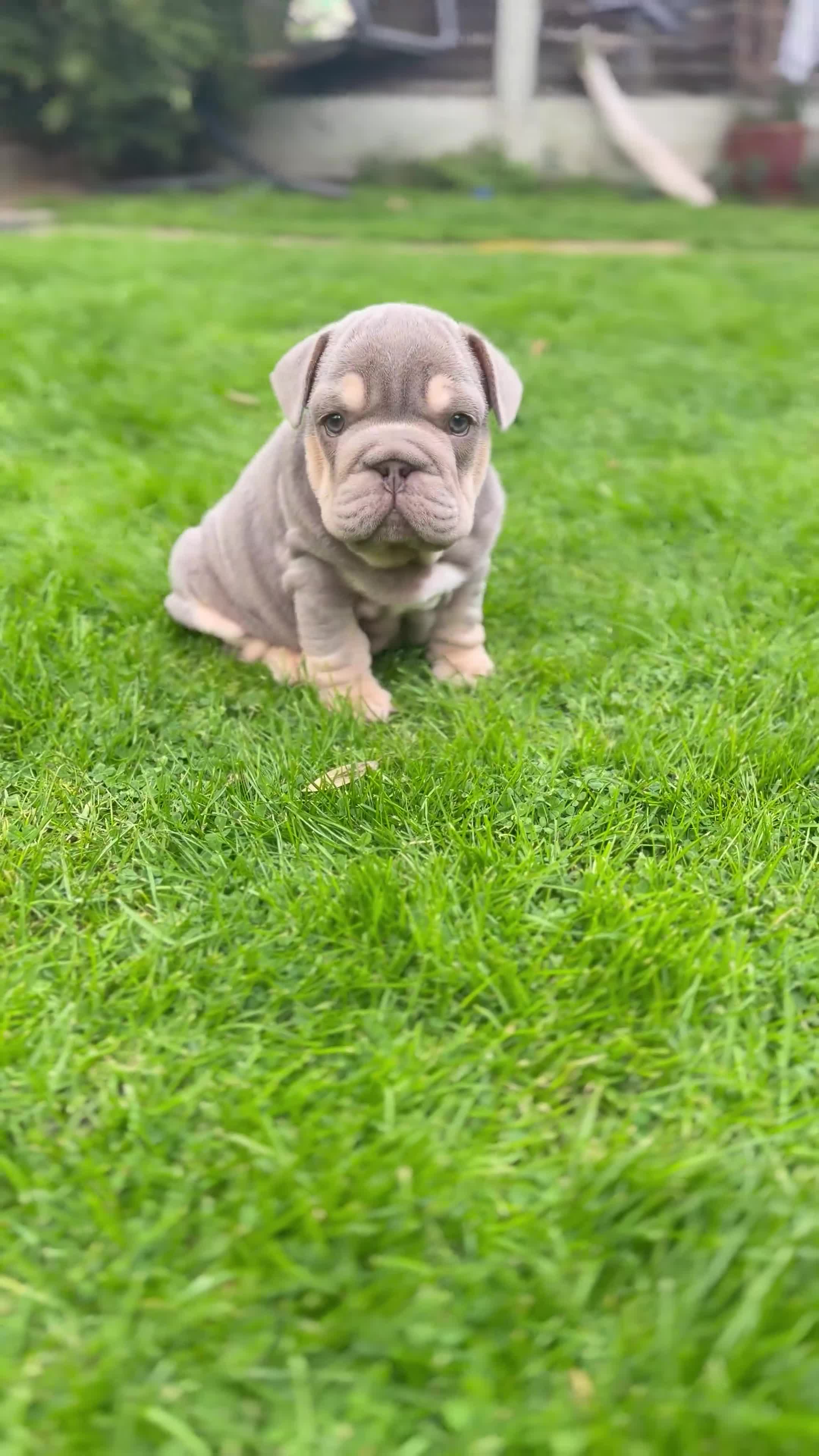 English Bulldog dogs for sale: Pink carrier English bulldogs  - Video 1