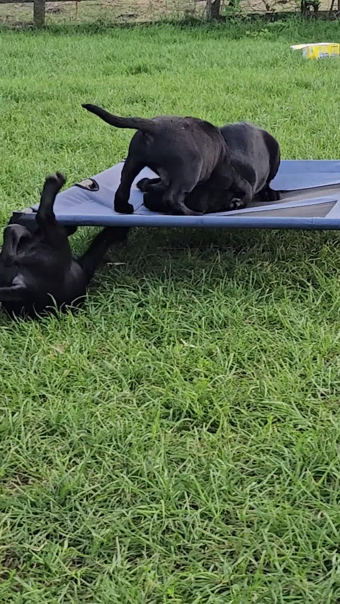 Labrador Retriever dogs for sale: Ready this Sunday 30/8- last black boy - Video 1
