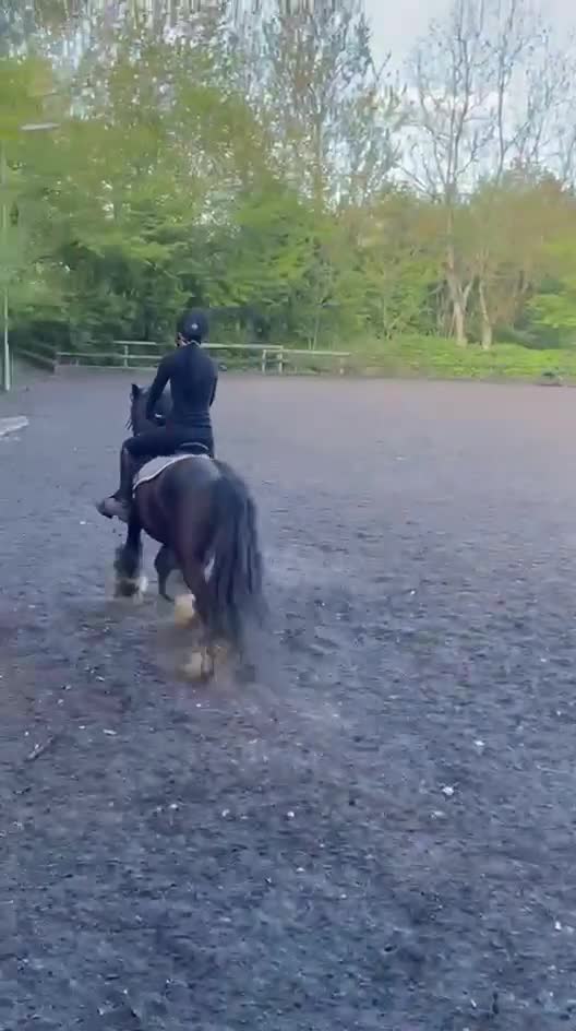 Irish Cob horses for sale: Gorgeous kids pony - Video 3
