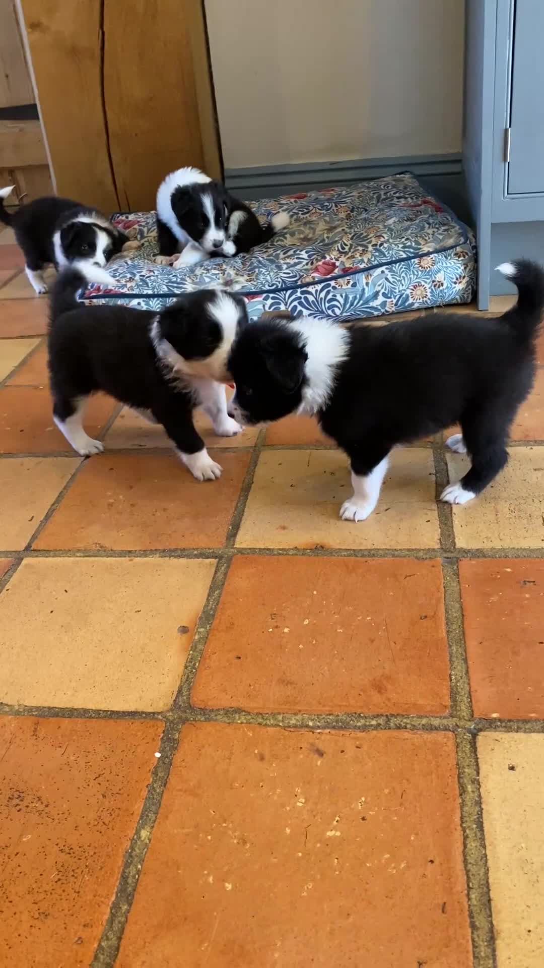 Border Collie dogs for sale: Border collie puppies  in Norwich - Video 1