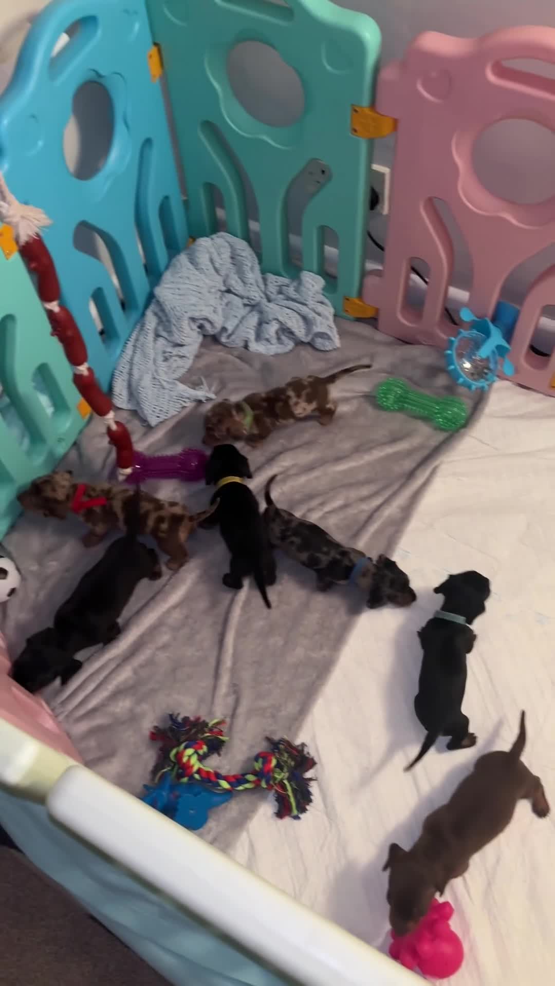 Miniature Dachshund dogs for sale: 4 Miniature Dashund Boys READY NOW in Blackburn - Video 2