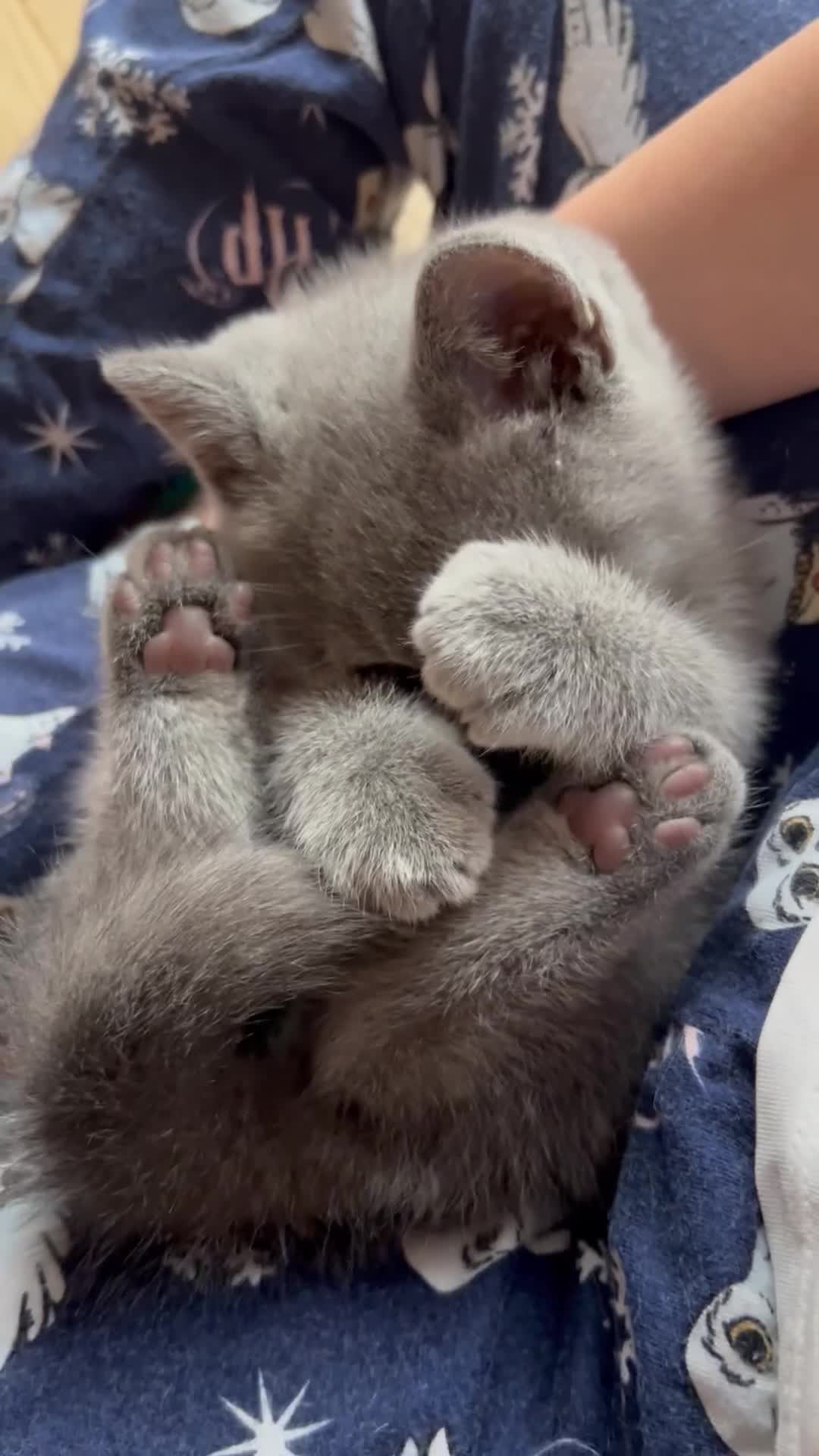 British Shorthair cats for sale: Charming GCCF British Shorthair Kittens 🐈‍⬛  - Video 1