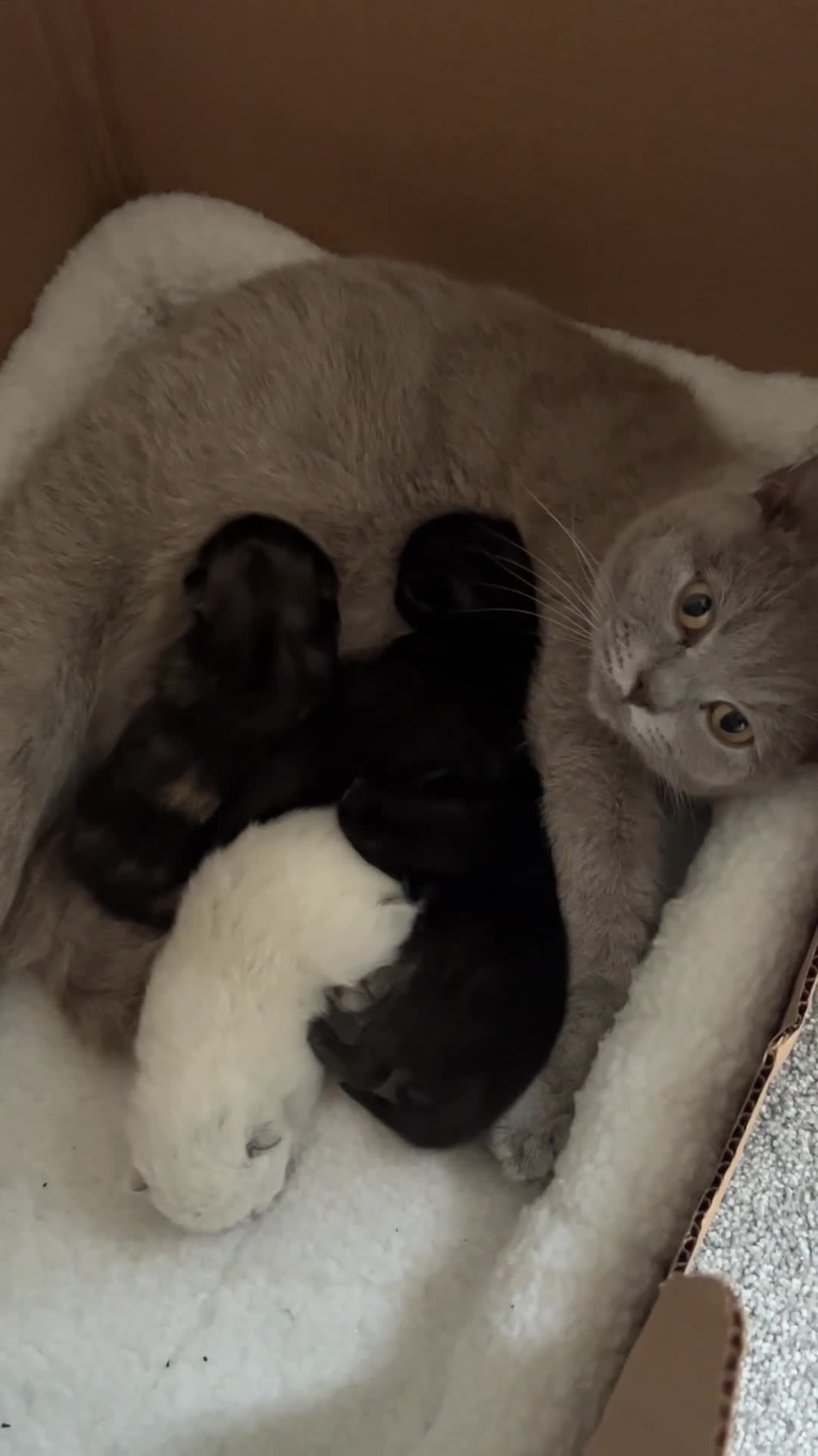 British Shorthair cats for sale: BSH x Ragdoll kittens in Spilsby - Video 1