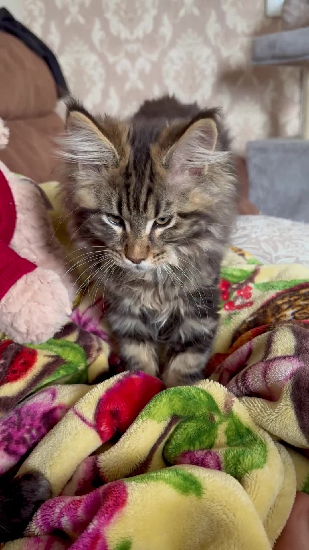 Maine Coon cats for sale: GCCF Silver Classic Maine Coon Kittens - Video 1